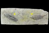 Two Detailed Crinoids (Macrocrinus & Scytalocrinus) - Indiana #94806-2